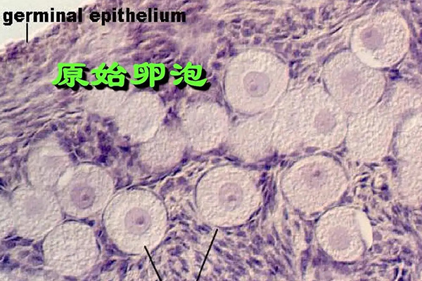 卵泡发育有几个阶段，每个阶段有多大