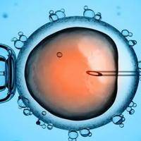 打算做试管怕不成功就要提前试管备孕