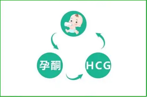 怀孕初期hcg成倍增长