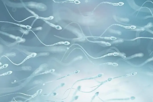 精子鞭毛多发形态异常可以二代试管吗?