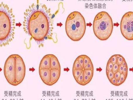 试管婴儿放两个胚胎成功率高吗？4个判断维度看清本质