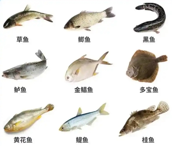 孕期吃鱼的种类
