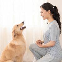 孕妇梦见狗：生男生女的民间预测与科学解析