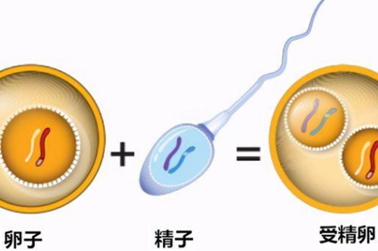 没有例假还可以做试管婴儿吗？关键看卵巢还有没有卵子