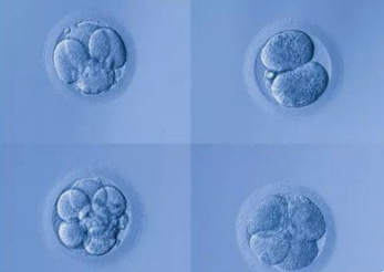 试管胚胎等级4bc
