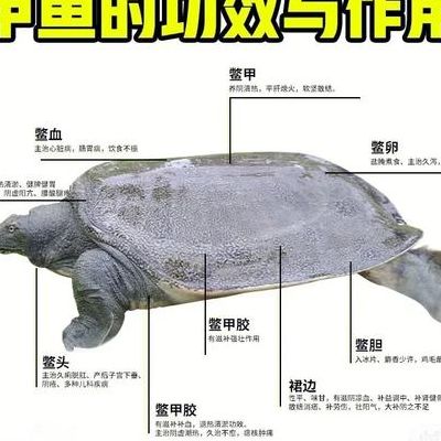 甲鱼的营养成分及功效与作用有哪些？哪些人不能乱吃？