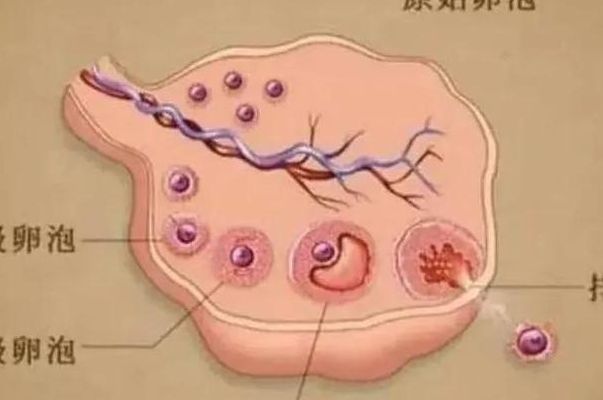 试管14大小以上的卵泡都取出来吗?34岁卵母细胞采集那天我问了三遍