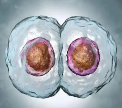 试管移植一个囊胚可能会变双胞胎吗