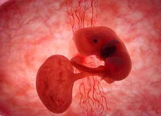 胚胎发育不好会流产吗?怎么预防胚胎发育不好?