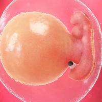 孕囊圆形是男孩还是女孩?科学解析胎儿性别判断误区