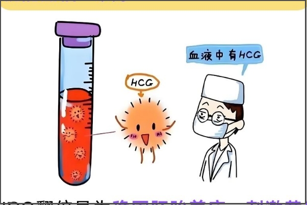 胚胎质量会影响hcg翻倍速度