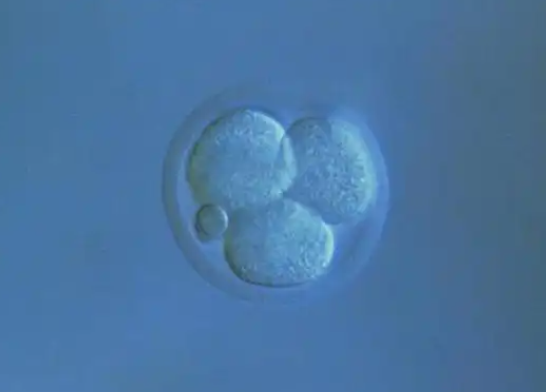 移植后hgc要隔天翻倍