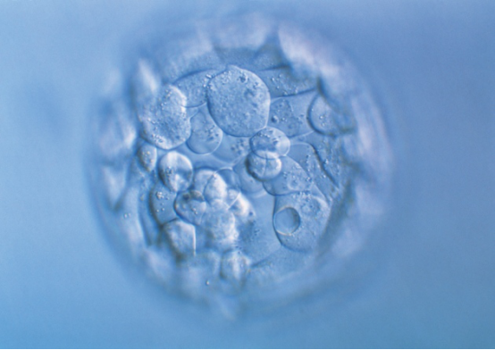 第三代试管囊胚移植成功率为什么高？