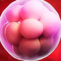 试管鲜胚和囊胚哪个成功率高？大数据说了实话，但决定权不在数字手里