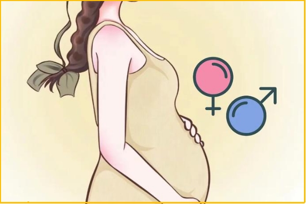 孕期日历表判断胎儿性别的准确率不高