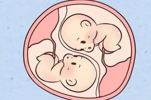 卵子质量好的人易怀双胞胎