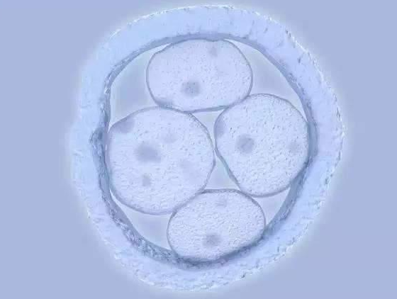 三级鲜胚移植后成功率不高