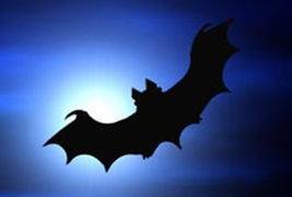 孕妇梦到蝙蝠是什么意思