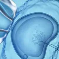 2025年中国允许单身做试管?部分地区满足严格资质要求就可以