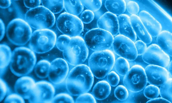 14个卵泡能配成胚胎数量
