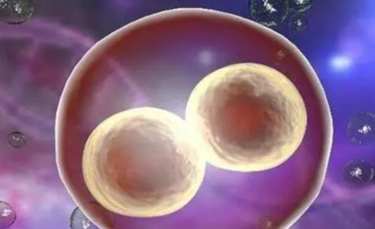 2细胞和3细胞胚胎质量