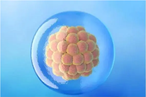 5aa囊胚的滋养层细胞质量高