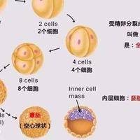 试管婴儿成功案例：鲜胚移植PK冻胚移植，冻胚更稳但鲜胚更快