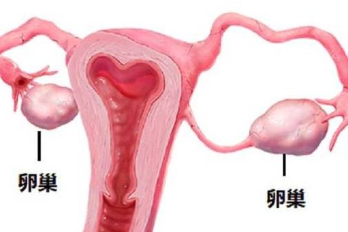 试管婴儿一个卵泡能配成几个胚胎？今天讲清楚
