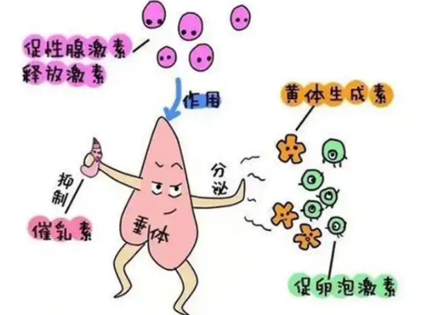 试管促黄体生成素低