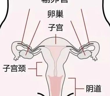 子宫脱垂有什么办法恢复正常？先分清程度再选三步方案