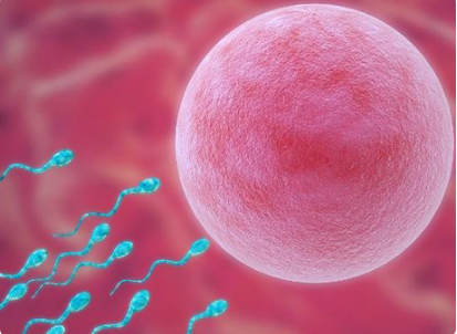 配型胚胎成功率受多种因素影响
