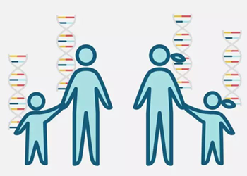 染色体平衡易位的遗传概率