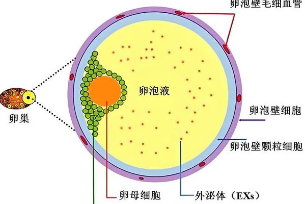 试管卵母细胞采集疼不疼？医生说实话