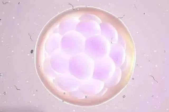 试管婴儿4bc囊胚质量怎么样 成功率有多少