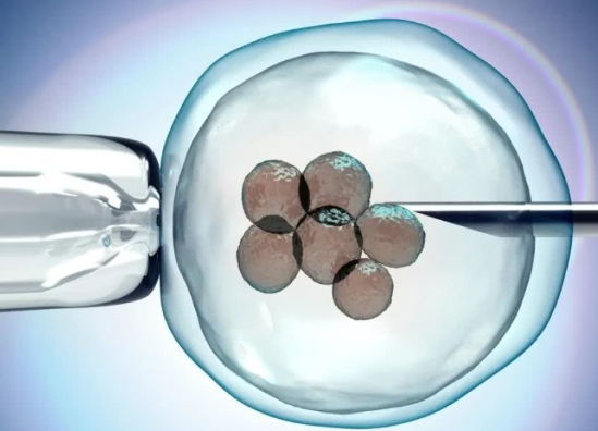 一颗鲜胚移植成功率高不高