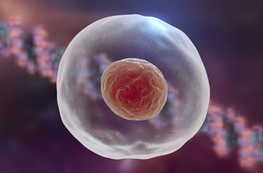 优质胚胎男孩几率大不大?如何提高生男孩几率?