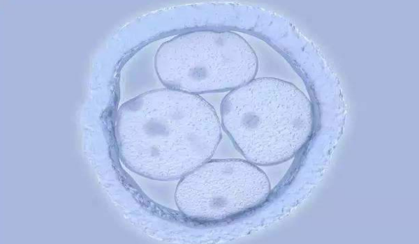 四细胞胚胎养囊移植