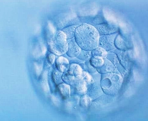 胚胎数量和精子质量有关