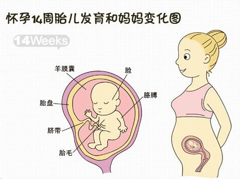 胚胎发育过程有4个判断维度，选错了再好的胚胎也白搭