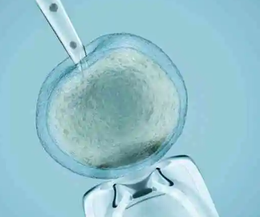 囊胚移植能提高受孕率