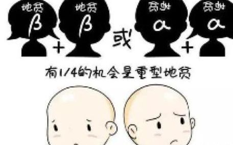 两夫妻有地贫会影响下一代吗 5个判断维度帮你定试管方案