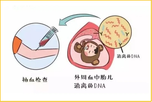 无创dna可以判断胎儿是男是女