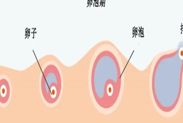没有卵泡的可以做试管吗？先分清是暂时没有还是真的没卵子