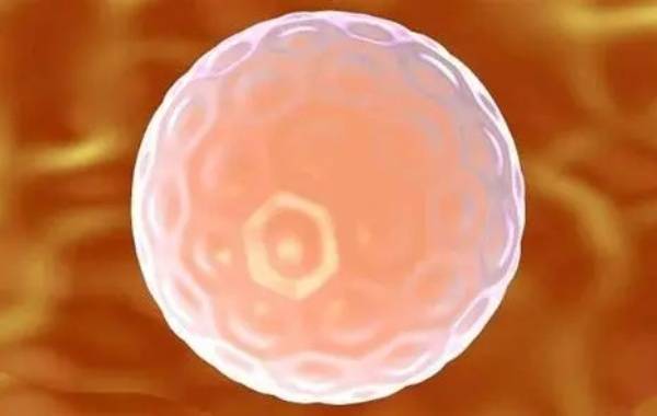 成熟卵泡会一前一后从卵巢排出