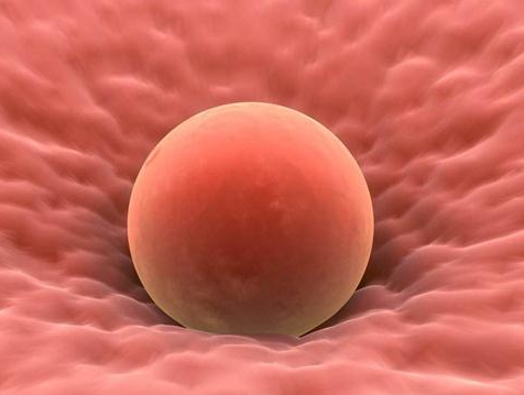 艾灸会影响移植后的胚胎着床吗?排卵后艾灸有助着床吗?