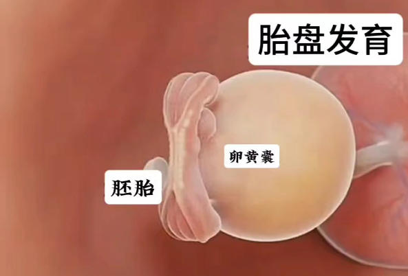 卵黄囊一般在第12周之前消失