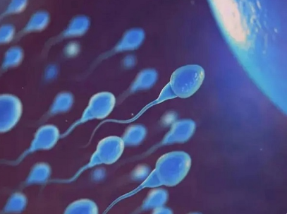精子碎片率高会影响胚胎质量