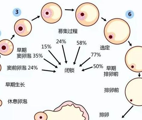 试管卵泡多大才优质？看3个关键维度，别只盯单一数字