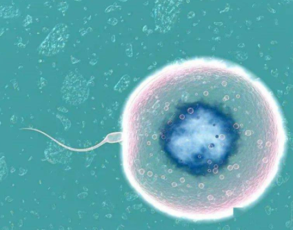 来例假精子还能存活受孕吗,大姨妈来了却没有卵子排出能是不孕吗？