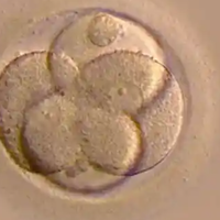 网传鲜胚移植第二天最关键的说法靠谱吗?